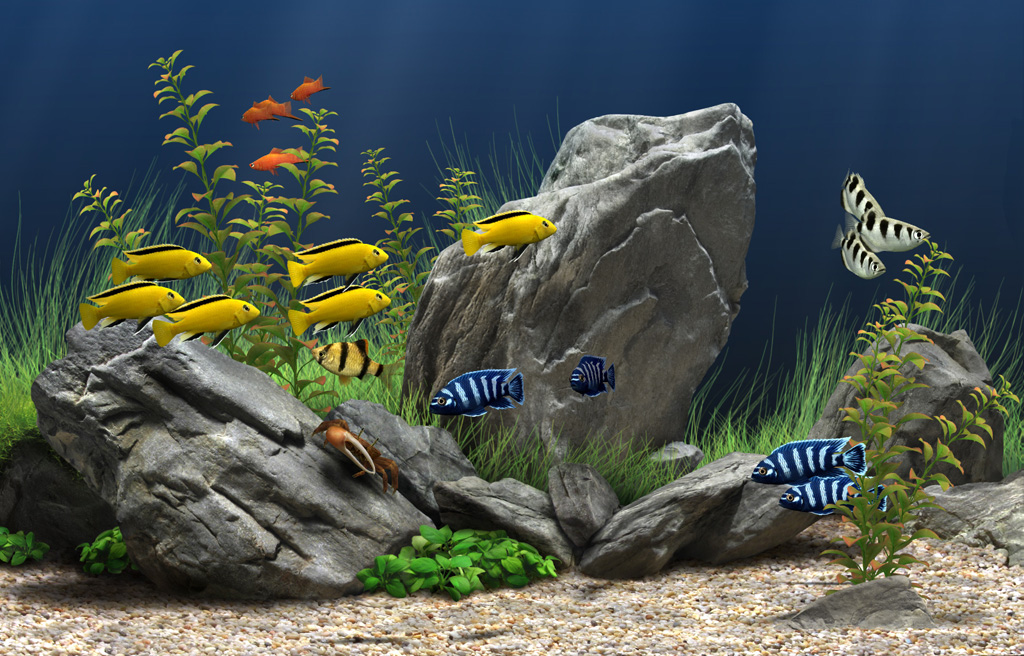 soft_rock_1024 - مجموعه ای زیبا از ماهی های آکواریومی - متا