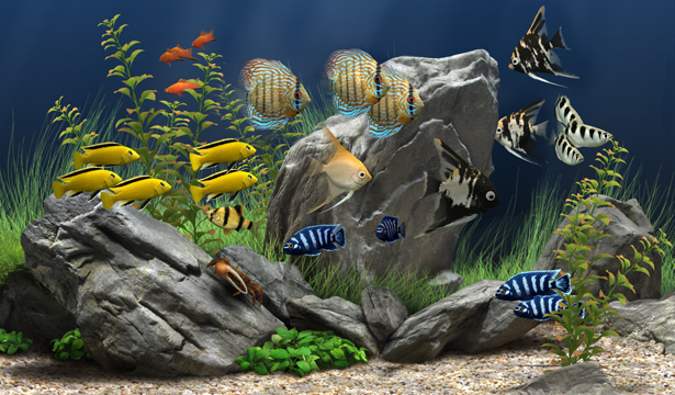      Dream Aquarium 1.24